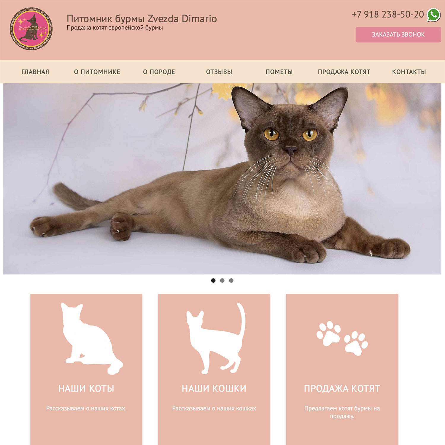 Сайт для питомника кошек Zvezda Dimario